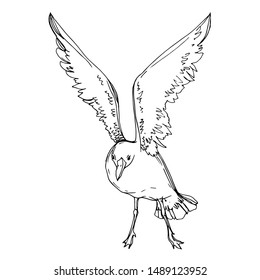 Vector Sky bird seagull in a wildlife. Wild freedom, bird with a flying wings. Black and white engraved ink art. Isolated seagull illustration element on white background.