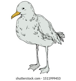 Vector Sky bird seagull in a wildlife isolated. Wild freedom, bird with a flying wings. Black and white engraved ink art. Isolated seagull illustration element on white background.