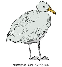 Vector Sky bird seagull in a wildlife isolated. Wild freedom, bird with a flying wings. Black and white engraved ink art. Isolated seagull illustration element on white background.