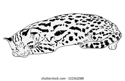 Vector Of Sleeping Leopard Cat