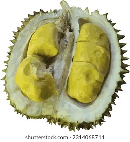 vectorial segado・ripe durian fruto aislado en blanco