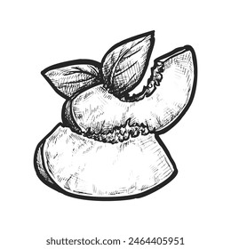 Vector slices of peach or sliced apricot sketch. Drawing or etching of dessert meal or vegetarian food. Stone fruit hand drawn. Grocery market or vintage culinary menu element. Summer harvest