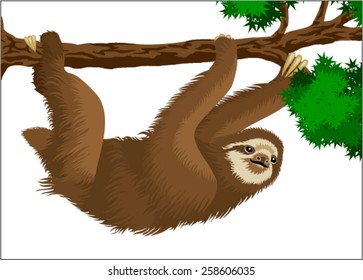 vector Sloth 