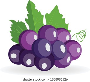 Vector small bunch of fresh black grapes with green leaves isolated on white background