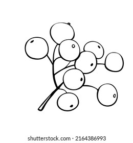 Vektor handgezeichnet Kontur-Haufen von Rowan Beeren, Viburnum. Dekoratives Designelement, Clipart in Form von Doodles, einzeln