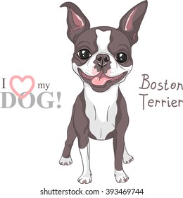 Vector Smiling Dog Boston Terrier Breed Standing