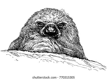Vector smiling sloth portrait. Sloth closeup. Exotic south american animal isolated on white background