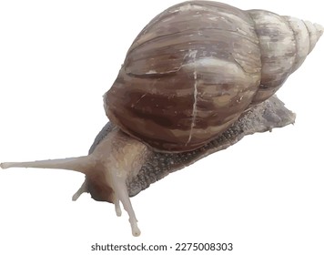 vector de un caracol coloreado en tonos marrones