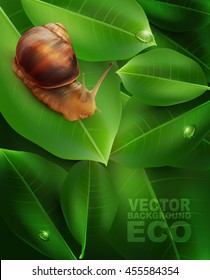 vector snail crawling on the green leaf