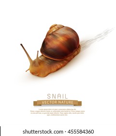 vector snail crawling on a white background