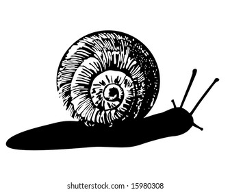 Vector Snail is hand drawn original artwork.