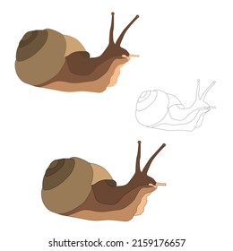 Vector snail in a shell flat volume with horns creeps