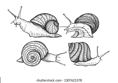 Vector snails isolated on a white background. Graphic illustration. Four snails with shells. Set. 