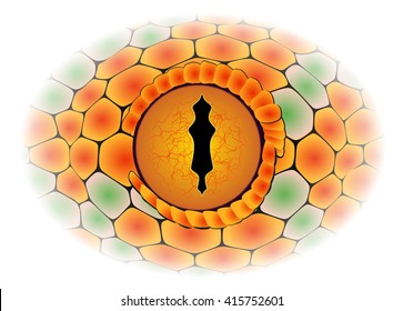 Vector snake eye - detail