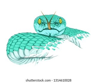 vector snake, rattlesnake with turquoise color isolated on white background