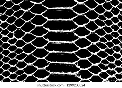 Vector snake skin background