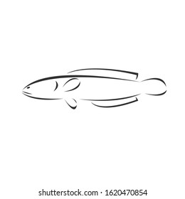 Vector Snakehead fish Black. illustration. logo. icon. symbol. on white background