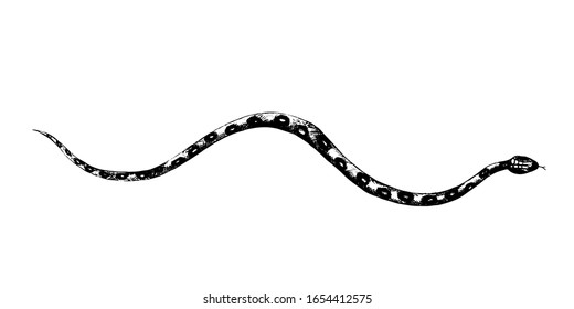 vector  snakes pencil drawing, vintage style graphic black and white, viper, python 