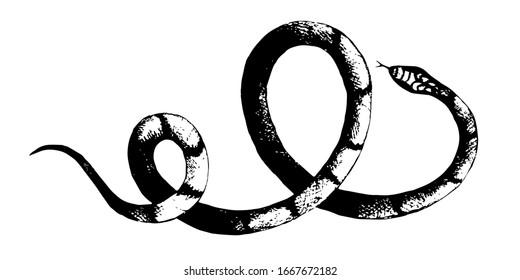 vector  snakes pencil drawing, vintage style graphic black and white, viper, python 