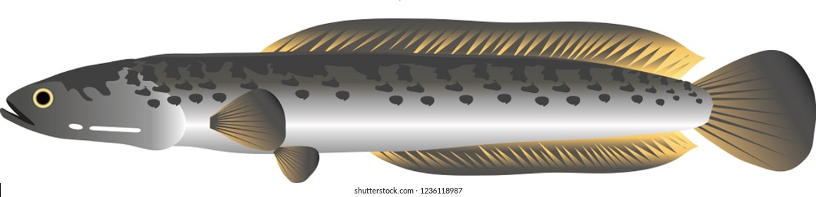 Vector - Snekehead Fish, Fresh Water Fish