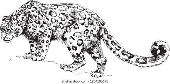 vector snow leopard, irbis wild cats graphic illustration    