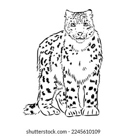 vector snow leopard, irbis wild cats graphic illustration