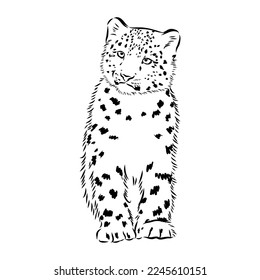 vector snow leopard, irbis wild cats graphic illustration