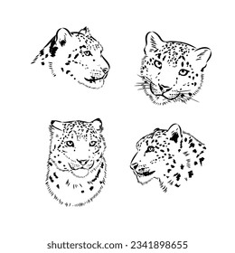 vector snow leopard, irbis wild cats graphic illustration
