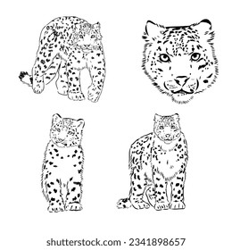 vector snow leopard, irbis wild cats graphic illustration