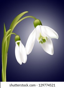 Vector snowdrop