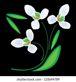 Vector snowdrop flowers on a black background.