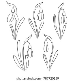 vector snowdrop flowers on white