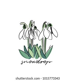 vector snowdrop illustration. hand drawn watercolor snowdrops.