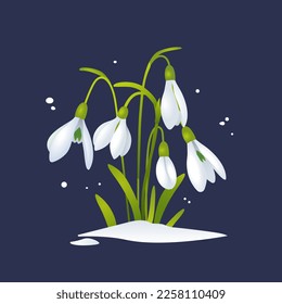 Vector snowdrop illustration. Spring concept