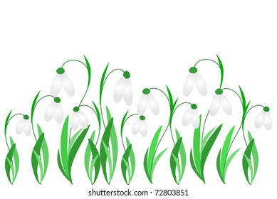 vector  snowdrops