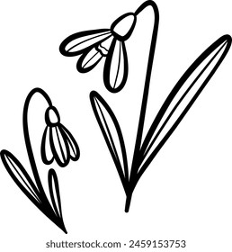 Gotas de nieve de Vector, ilustración de arte de línea de flor de primavera, conjunto de garabatos dibujados a mano, aislado