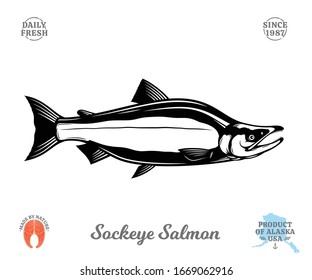 Vector sockeye (red) salmon fish illustration isolated on a white background. Salmon raw steak