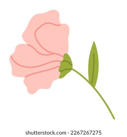 Vector soft flower with stamens. Elegance pink peony in flat design. Delicate blossom flower in soft pink color.