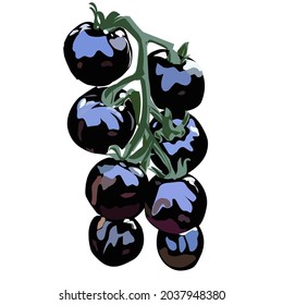 vector solanum torvum or called takokak illustration 