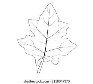 
Vector. Solanum virginianum (Thai Eggplant) leaf, outline, plants and herbs, tropical Asia, white copy space.