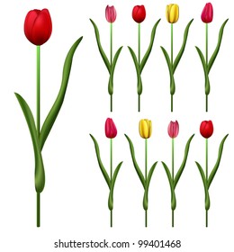 Vector of some tulips with different colors