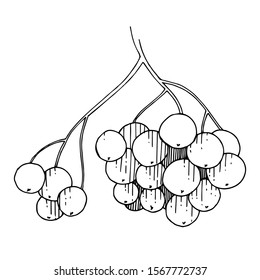 Vector Sorbus branch with berry. Leaf plant botanical garden floral foliage. Black and white engraved ink art. Isolated rowan illustration element.