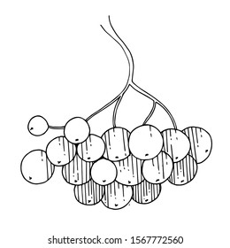 Vector Sorbus branch with berry and leaves. Leaf plant botanical garden floral foliage. Black and white engraved ink art. Isolated rowan illustration element.