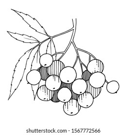 Vector Sorbus branch with berry and leaves. Leaf plant botanical garden floral foliage. Black and white engraved ink art. Isolated rowan illustration element.