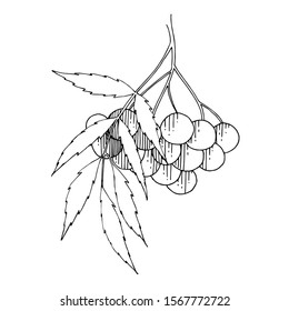Vector Sorbus branch with berry and leaves. Leaf plant botanical garden floral foliage. Black and white engraved ink art. Isolated rowan illustration element.