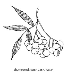 Vector Sorbus branch with berry and leaves. Leaf plant botanical garden floral foliage. Black and white engraved ink art. Isolated rowan illustration element.