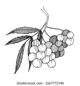 Vector Sorbus branch with berry and leaves. Leaf plant botanical garden floral foliage. Black and white engraved ink art. Isolated rowan illustration element.