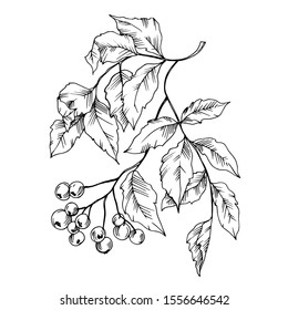 Vector Sorbus leaf and berries plant botanical garden floral foliage. Black and white engraved ink art. Isolated sorbus illustration element on white background.