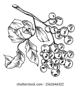 Vector Sorbus leaf and berries plant botanical garden floral foliage. Black and white engraved ink art. Isolated sorbus illustration element on white background.