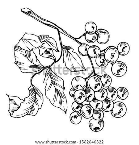 Vector Sorbus leaf and berries plant botanical garden floral foliage. Black and white engraved ink art. Isolated sorbus illustration element on white background.